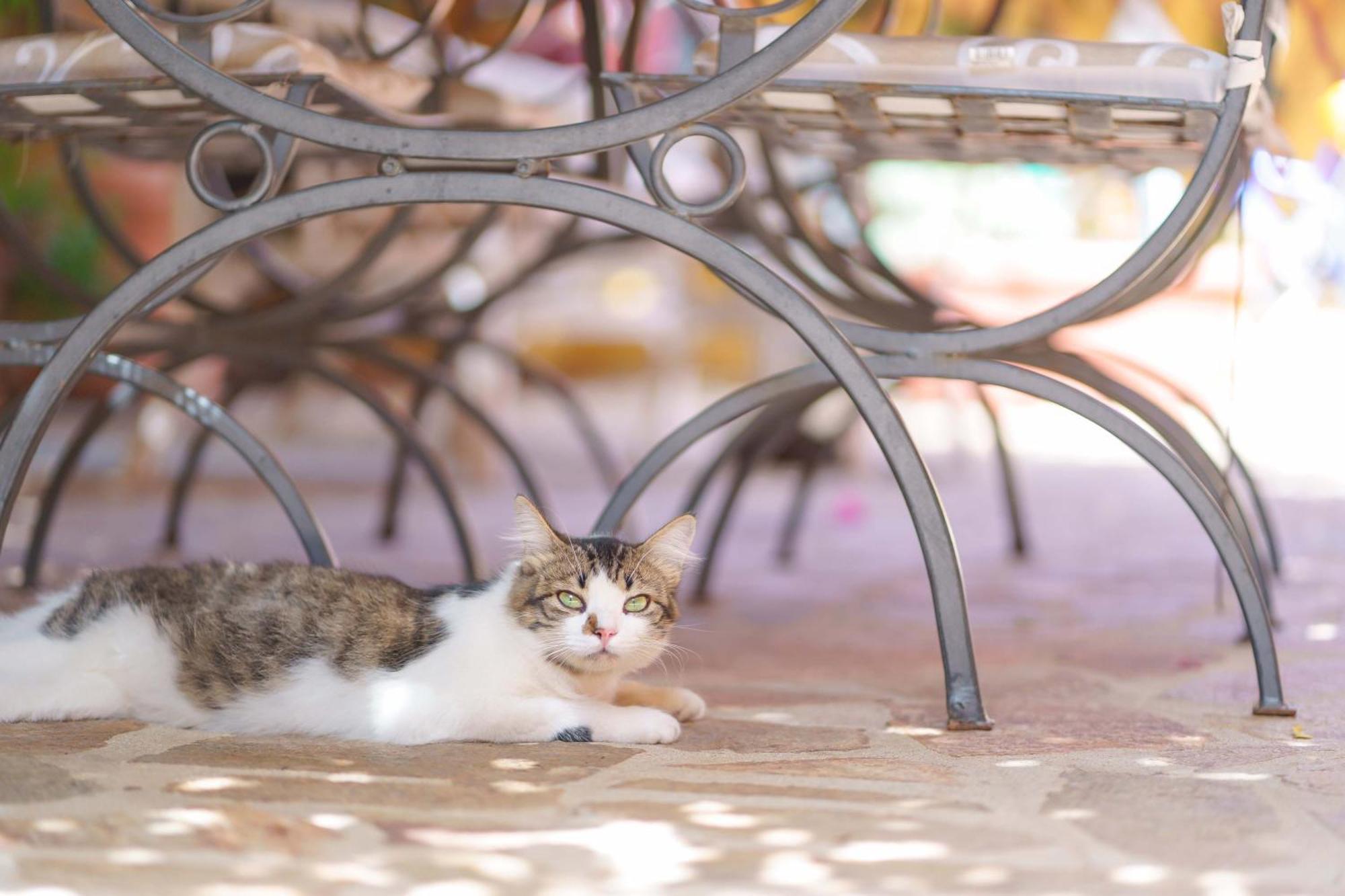Il Piccolo Giardino & Breakfast Bed & Breakfast Villasimius
